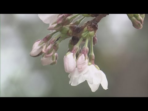 Japan declares official first blooming of cherry blossoms in 2025