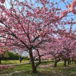Blooming Splendor: Where to Catch Japan’s Endeared Cherry Blossoms This Weekend