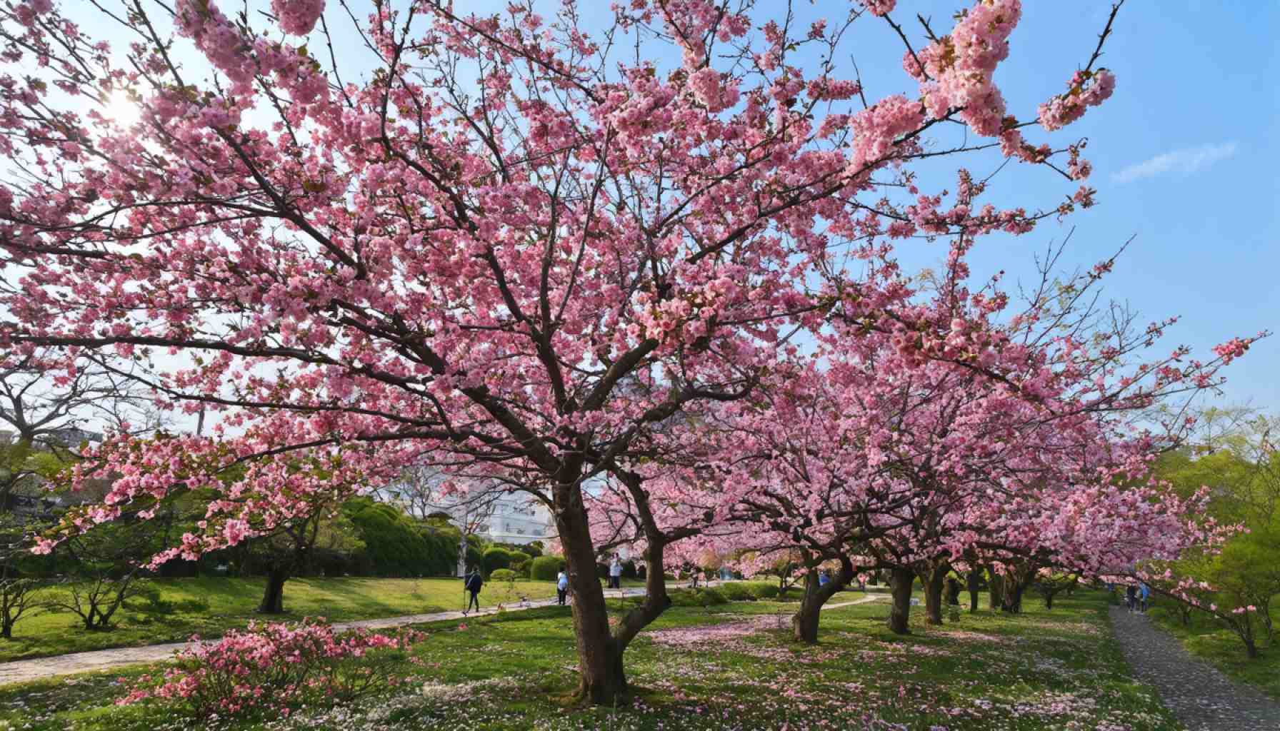 Blooming Splendor: Where to Catch Japan's Endeared Cherry Blossoms This Weekend